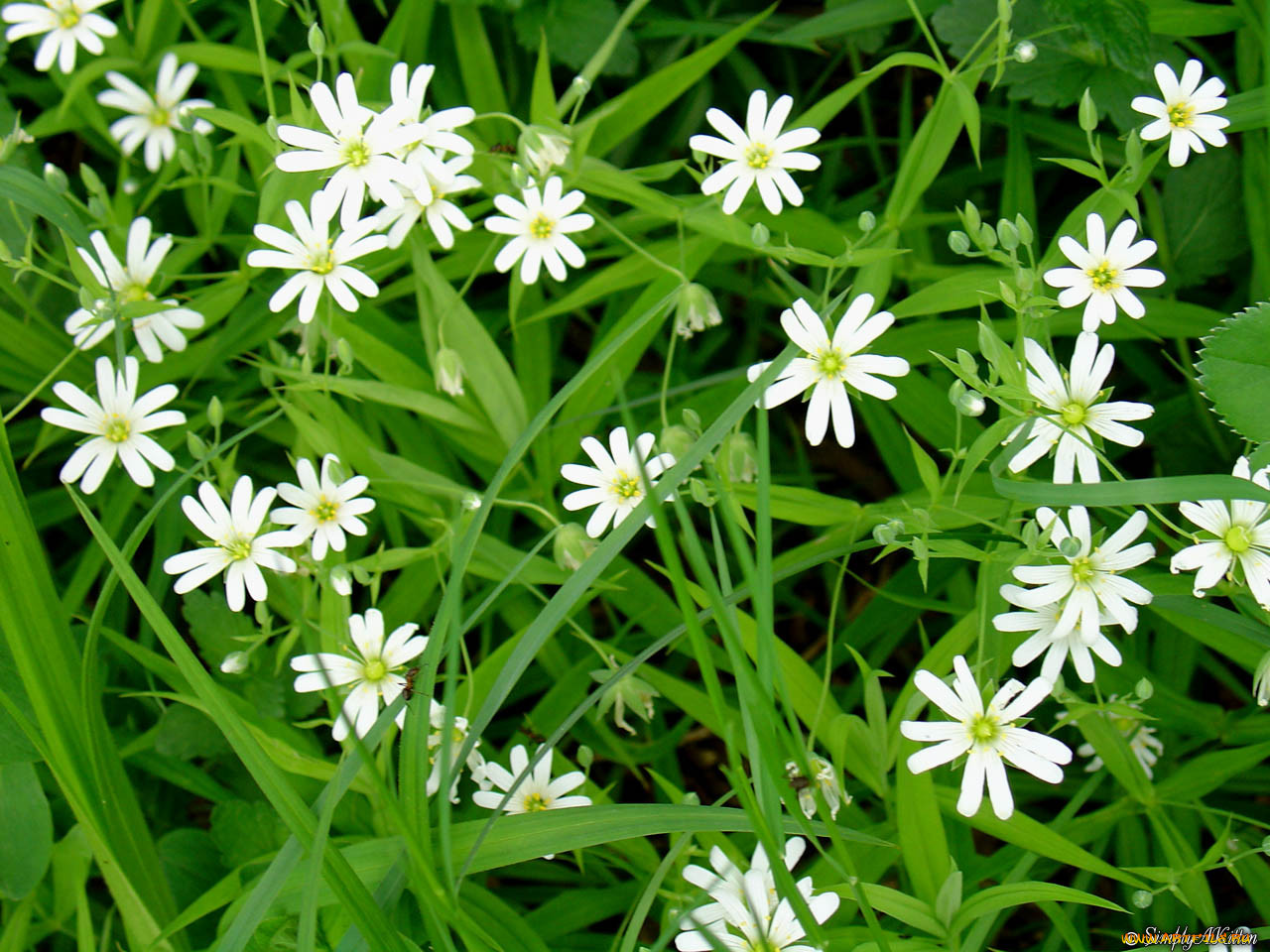 Мелкие белые луговые цветы названия и фото